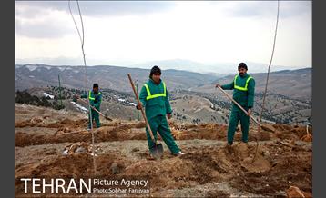 کاشت ۱۰۰ هزار اصله نهال در پارک جنگلی تلو 5