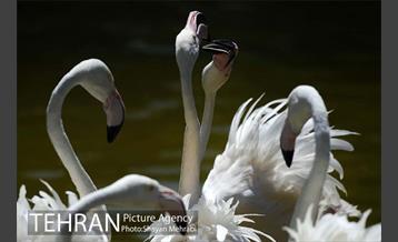 باغ پرندگان 28