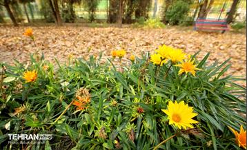 گذرگاه های پاییزی پایتخت - منطقه 13