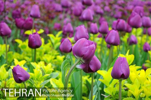 روش گل های لاله در باغ ایرانی 27