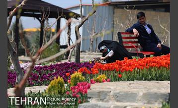 باغ گل لاله های ایرانی در بوستان آبشار تهران‎ 27