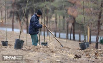 آغاز کاشت ۲۵ هزار اصله نهال غیرمثمر در بوستان چیتگر 3