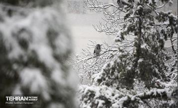 بارش اولین برف زمستانی در تهران 2