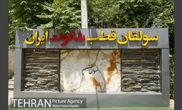 فصل برداشت توت از باغات سولقان 1