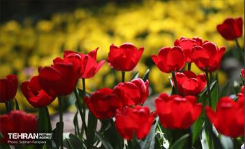 باغ ایرانی میزبان لاله‌ها 9