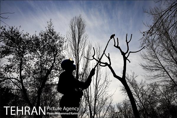 آغاز فصل هرس درختان- 3