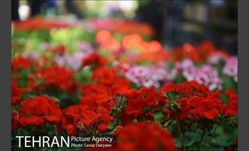 بازار گل شهید محلاتی در آستانه نوروز 8