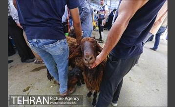 عرضه بهداشتی دام در جایگاه منطقه 2 شهرداری تهران  26