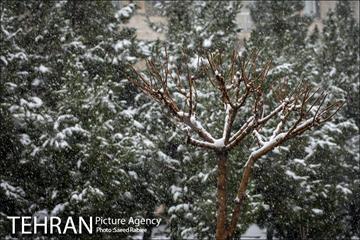 بارش نخستین برف پاییزی در تهران 20