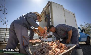 مهربانی با سگ های بدون صاحب 2