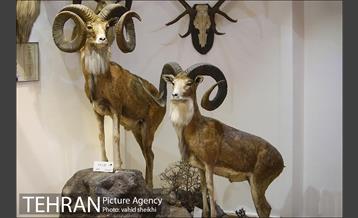 موزه طبیعت و حیات وحش دارآباد 15