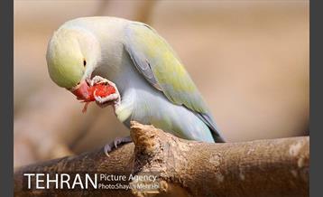 باغ پرندگان 14