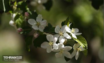 دومین جشنواره شکوفه‌های گیلاس 14