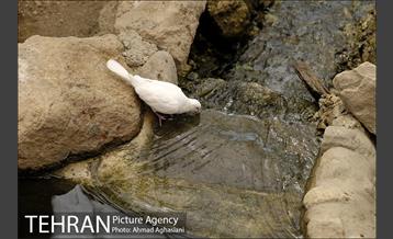 افتتاح اولین "باغچه خبر" در تهران 25