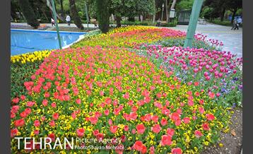 رویش گل لاله در پارک شهر 18