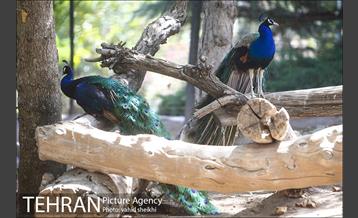 موزه طبیعت و حیات وحش دارآباد 3