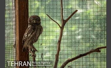 باغ پرندگان تهران 3