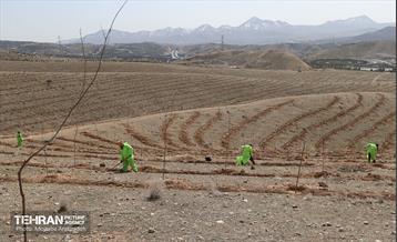 بهره‌برداری از فاز دوم طرح جنگلکاری کمربند سبز 18