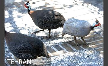 عمارت کوشک فخرالدوله 12