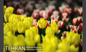 پیاده راه لاله مادران 4