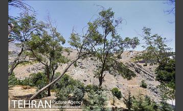 بوستان گلابدره 8