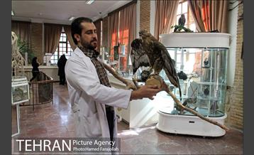 موزه آثار طبیعی و حیات وحش هفت چنار 18