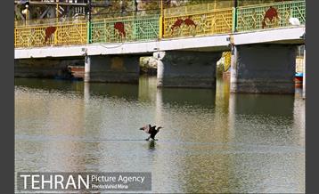 حضور پرندگان مهاجر در تهران 11