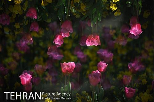 رویش گل های لاله در بوستان لاله 21