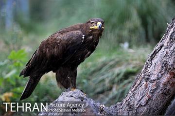 باغ پرندگان تهران 42