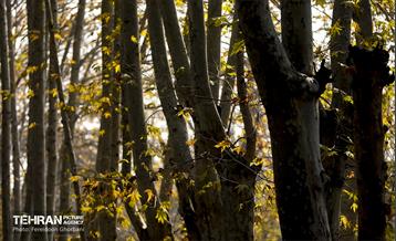 سمفونی رنگ های پاییزی - کاخ سعدآباد 33