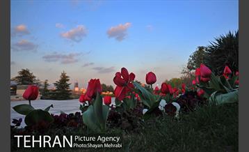 برج میلاد میزبان لاله های بهاری و تخم مرغ های رنگی 26