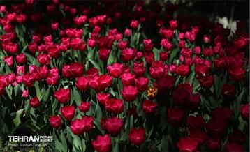 باغ ایرانی میزبان لاله‌ها 60