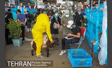 مرکز عرضه دام بهداشتی به مناسبت عید قربان در منطقه 22 تهران 44