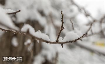 روایت مه‌و‌برف در بوستان سنگی تهران  22