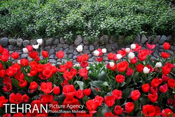 باغ ایرانی (بوستان مهندس مختاری) 30