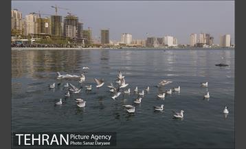 دریاچه شهدای خلیج فارس 1