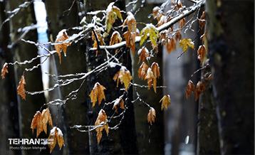 بارش نخستین برف زمستانی در تهران 18