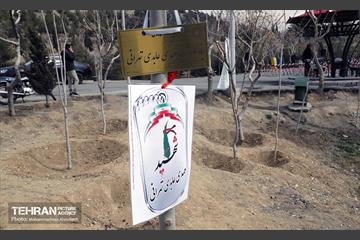 جشن درختکاری در منطقه ۵ 1