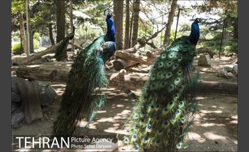 موزه طبیعت و حیات وحش ایران دارآباد‎ 27