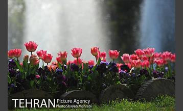 رویش گل های لاله در پارک شهر 34