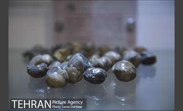 موزه طبیعت و حیات وحش ایران دارآباد‎ 10