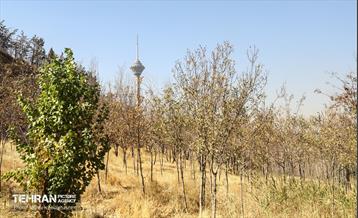 جلسه قرارگاه اجتماعی شهرداری منطقه 3 34