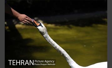 باغ پرندگان 41