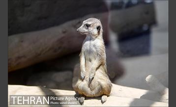 باغ وحش ارم 13