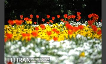 رویش گل های لاله در بوستان گفتگو 24