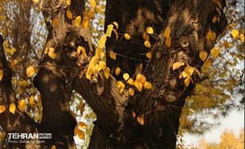 گذرگاه های پاییزی پایتخت - منطقه 13