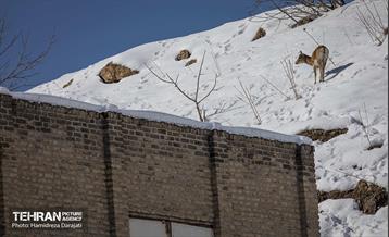 حیات وحش تهران  42