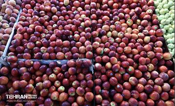 خدمات رسانی بازارهای میوه و تره‌بار 21