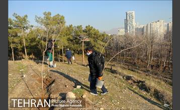 کاشت 2200 اصله نهال در بوستان جنگلی چیتگر 15