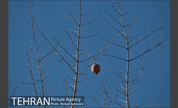 گنبد اینانج و برج نقاره خانه شهرری 26